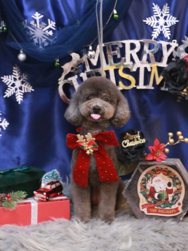 20251224chipieちゃん