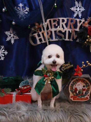 20251224ふぁるくん