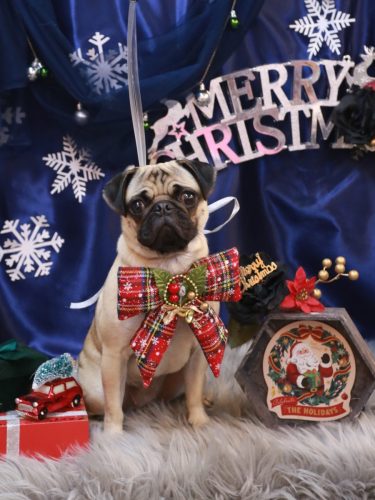 20251224ふぅちゃん