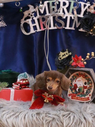 20251224ココちゃん