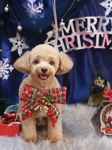 20251224レオくん