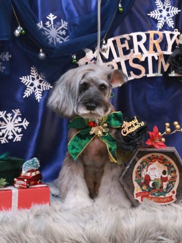 20251224ティノくん