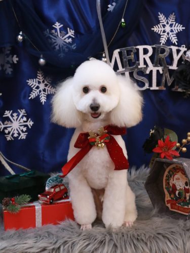 20251224ポンくん