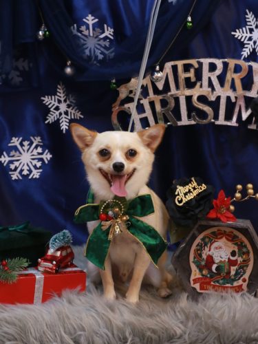 20251224ももくん