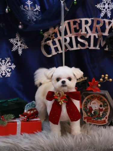 20251224ぷぷちゃん