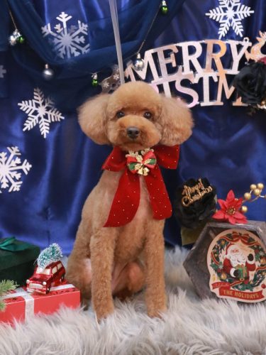 20251224かぐらちゃん