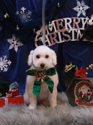 20251224ちくわくん