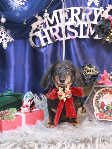 20251224ハルちゃん