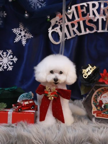 20251224チュッチュくん