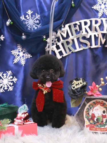 20251225レアちゃん