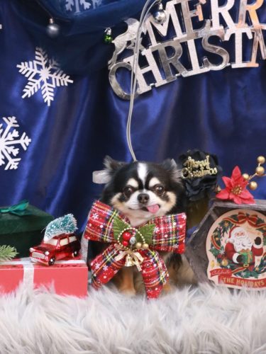 20251225ごまくん