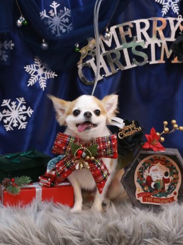 20251225くうくん