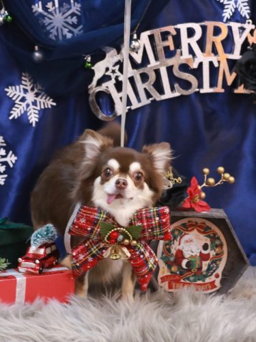 20251225ルアちゃん