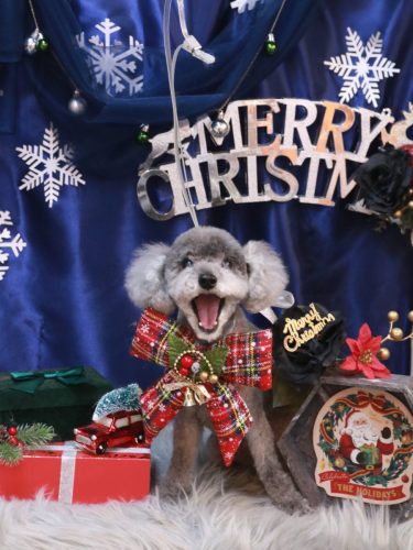 20251225タルトくん