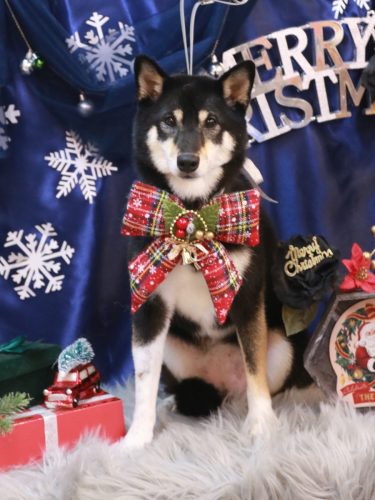 20251225サニーちゃん