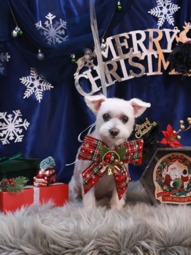 20251225ヒメちゃん