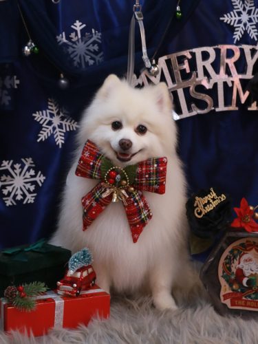 20251225ぽこちゃん