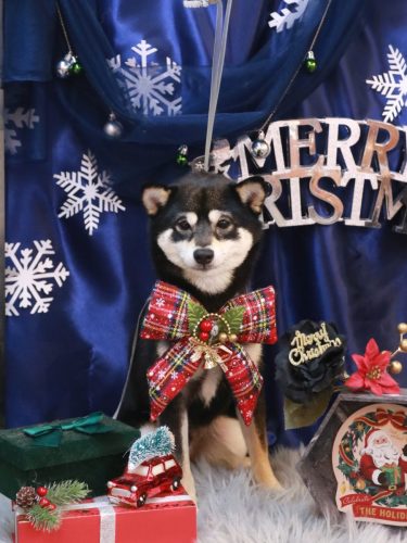 20251225むさしくん