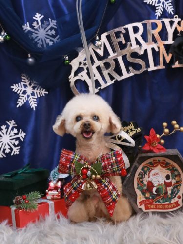 20251225マロンちゃん