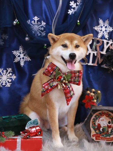 20251226マロンちゃん