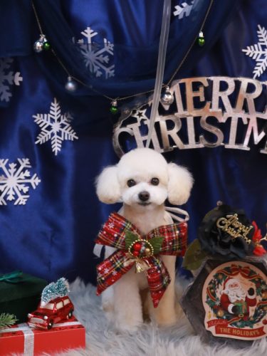 20251226ポコちゃん