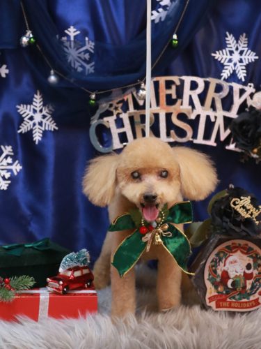 20251226のえるくん