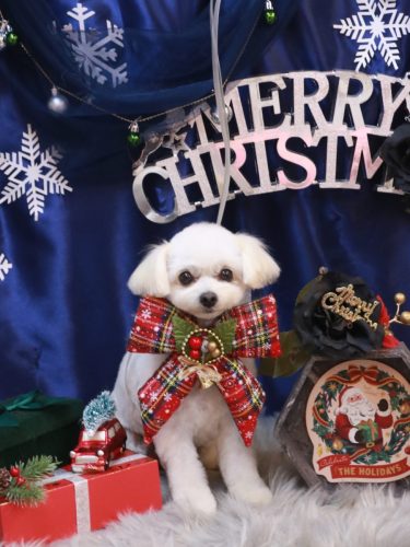 20251226小雪ちゃん