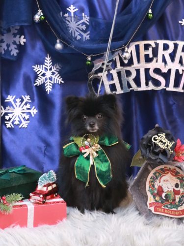 20251226まめくん