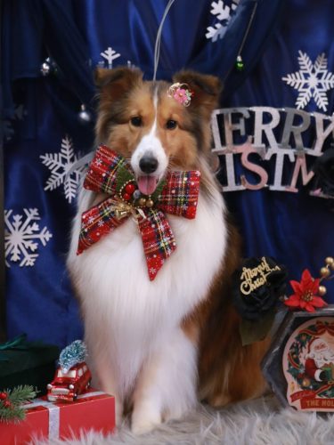 20251226ティーラちゃん