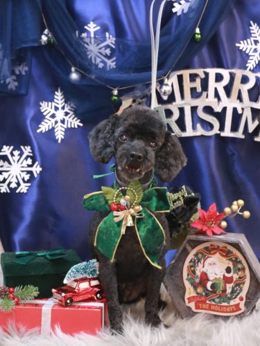 20251226マハロくん