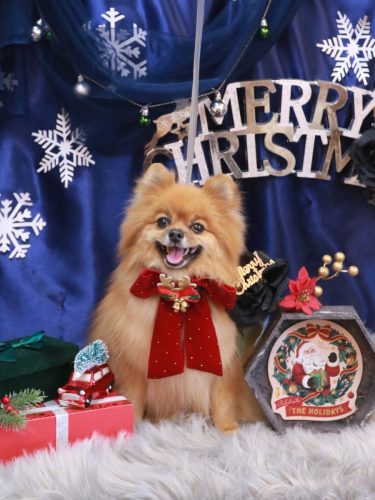 20251226ルルちゃん