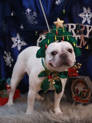 20251226ブーくん