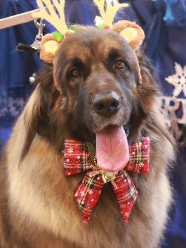 20251226シェリーちゃん