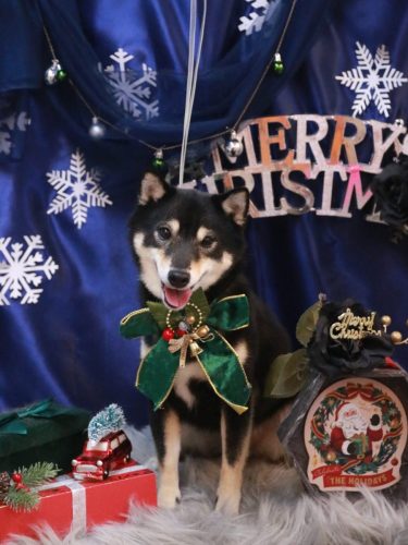 20251227小町ちゃん