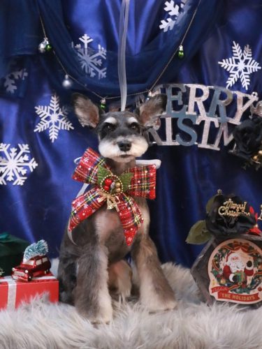 20251227ニーナちゃん