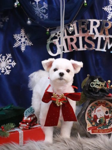 20251227まるちゃん