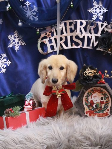 20251227ここあちゃん