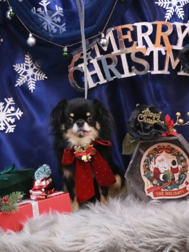 20251227ルナちゃん