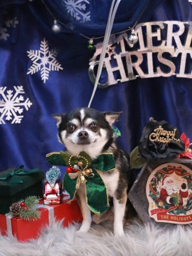 20251227チー太くん