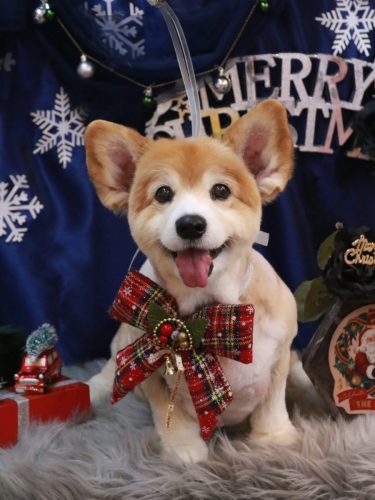 20251227ナナちゃん