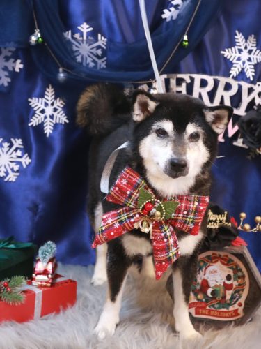 20251227ひめちゃん