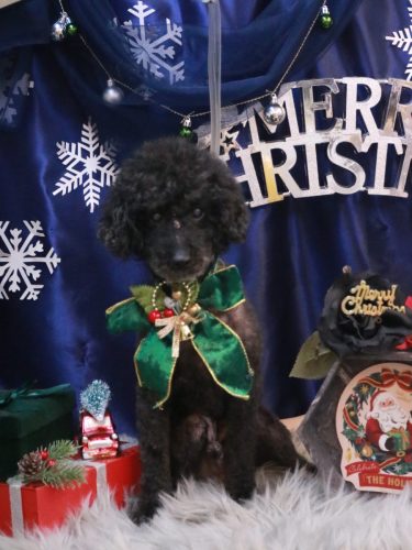 20251227ラブくん