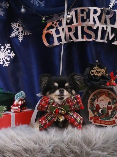 20251227プリンちゃん