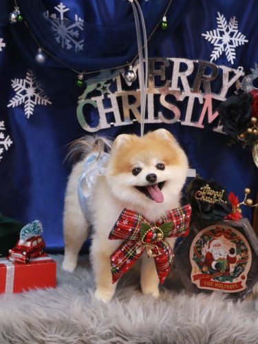 20251227モコくん