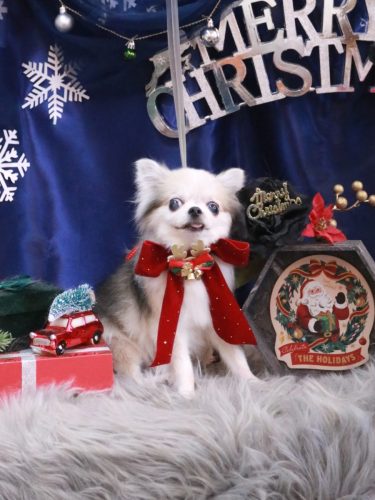 20251228ルナちゃん