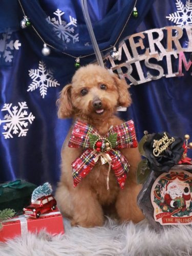 20251228チョコちゃん