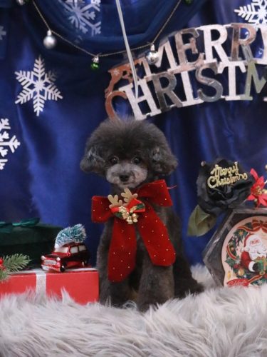 20251228NEROちゃん