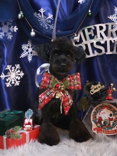 20251228コットンくん