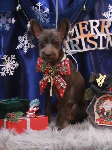 20251228レアくん