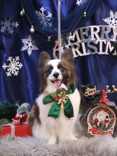 20251228マリーちゃん